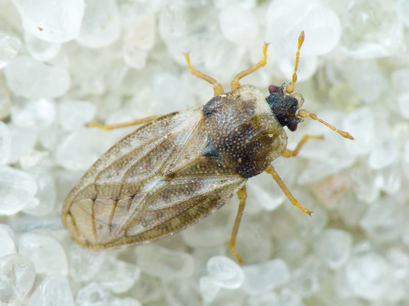 Piesma capitatum (Wolff, 1804)